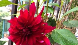 娱乐吃瓜君大丽花,揭秘娱乐圈背后的秘密花絮