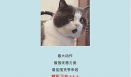 吃瓜娱乐酱社恐猫,揭秘社交恐惧的萌宠——社恐猫的日常生活