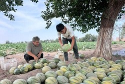 吃瓜娱乐园,娱乐圈幕后故事大公开