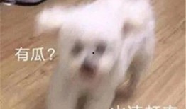 娱乐圈吃瓜微信聊天