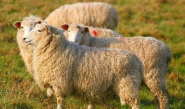 羊了个羊娱乐吃瓜大s,大S的跨界魅力与话题热度