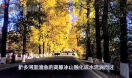 娱乐吃瓜君大丽花,揭秘娱乐圈背后的秘密花絮