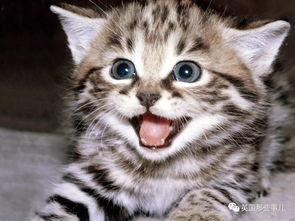 娱乐吃瓜小猫咪视频下载,揭秘热门娱乐视频幕后下载攻略